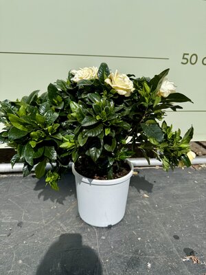 Gardenia Jasminoides - Jasmin du Cap