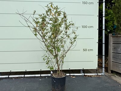 Le Buddleja davidii Sungold - Arbre à papillons