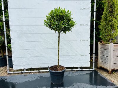 Laurel - sur tronc - hauteur 200 cm