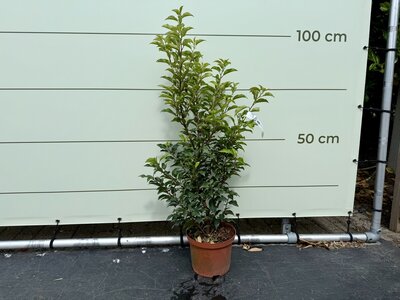 Laurier du Portugal - env. 80–100 cm