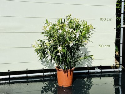 Nerium Oleander - Blanc env. 100 cm