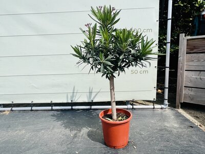 Nerium Oleander - sur tige Rose env. 100 cm