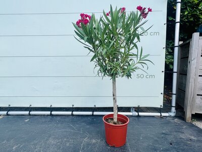 Nerium Oleander - sur tige Rouge env. 100 cm