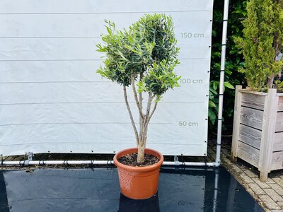 Olivier Olea Europaea - Multi sphères env. 160 cm