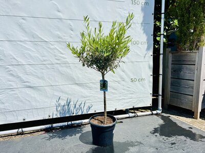 Olivier - Olea Europaea