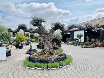 Olivier Pon Pon - Olea Europaea