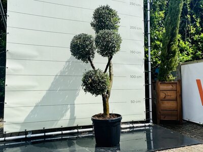 Olivier Olea Europaea - Multi sphères