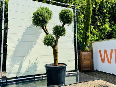 Olivier Olea Europaea - Multi sphères