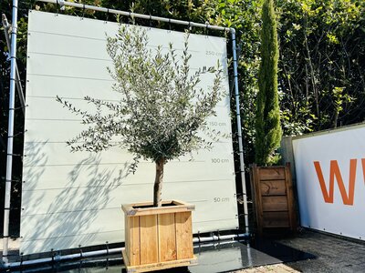 Olivier Olea Europaea - En plateau 60x60