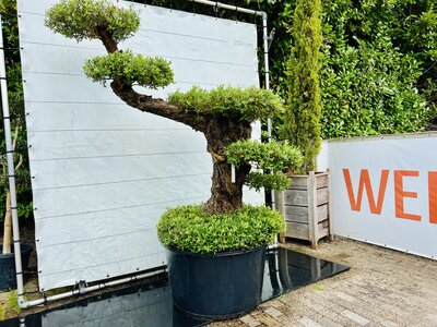 Olivier Pon Pon - Olea Europaea