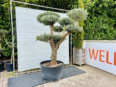 Olivier Pon Pon - Olea Europaea