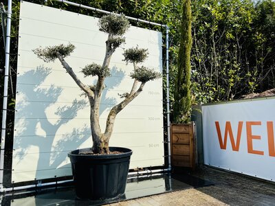 Olivier Pon Pon - Olea Europaea