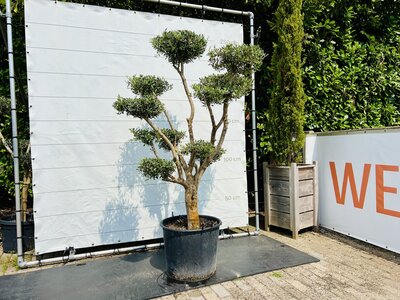 Olivier Pon Pon - Olea Europaea