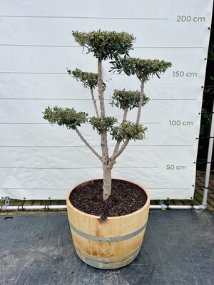 Olivier Pon Pon - Olea Europaea