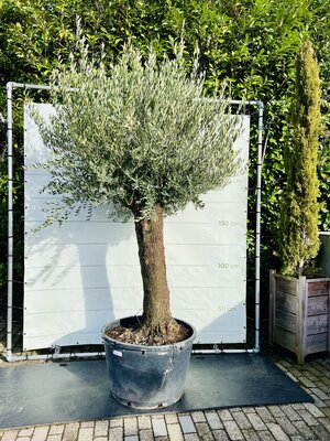Olivier - Bonsaï