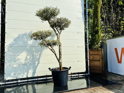 Olivier Pon Pon - Olea Europaea