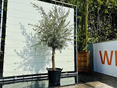 Olivier - Olea Europaea