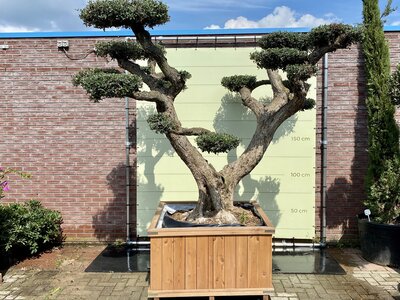 Olivier Pon Pon - Olea Europaea