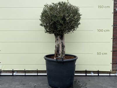 Olivier - Olea Europaea