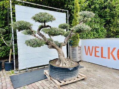 Olivier Pon Pon - Olea Europaea