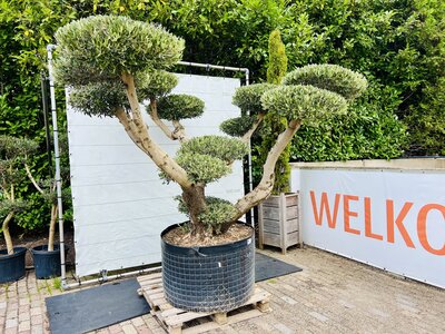 Olivier Pon Pon - Olea Europaea