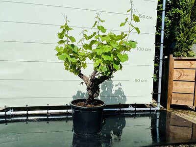 Raisinier - Sur un vieux tronc