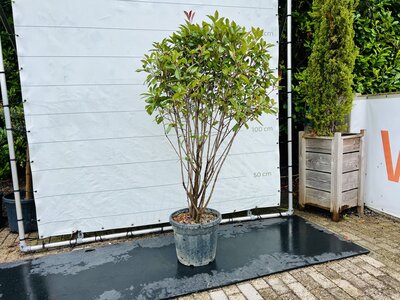 Photinia - Multi-troncs - 220 cm