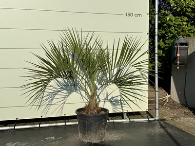 Palmier à gelée - Butia Capitata - Hauteur du tronc 15-20 cm