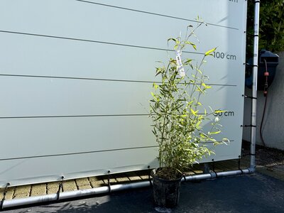 Bambou Aurea - hauteur 60-100 cm