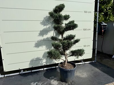 Juniperus Virginiana ‘Grey Owl’ - Genévrier de Virginie Bonsai 140 cm