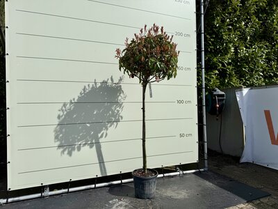 Photinia Fraseri ‘Little Red Robin’