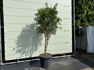 Callistemon Multitronc - hauteur 170 cm