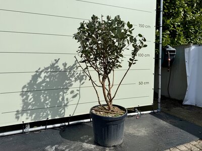 Ananas Goyave - Multitronc 140 cm