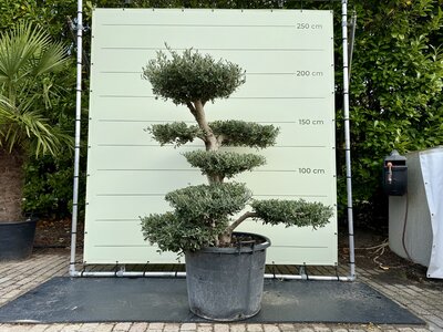 Olivier Pon Pon - Olea Europaea