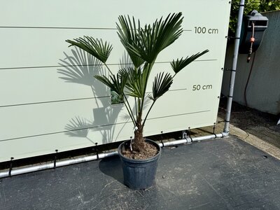 Trachycarpus - Wagnerianus env. 110 cm