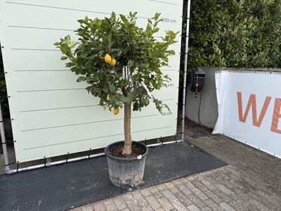 Argumes - citronnier env. 250 cm