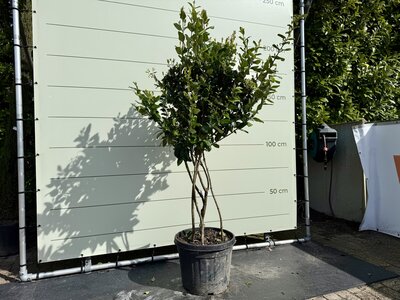 Liguster Japonicum Texanum - Multitroncs 180 cm