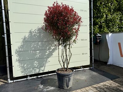 Photinia Carre Rouge - Multironcs 190 cm