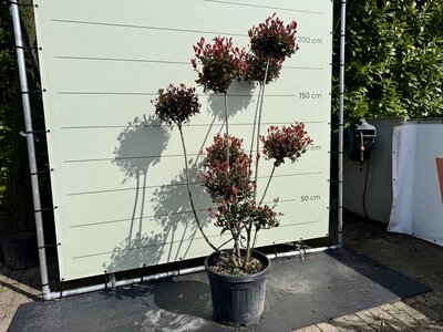 Photinia Carre Rouge - Pon Pon 210 cm