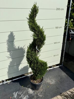 Cupressocyparis Leylandii - Spiral - hauteur 175 cm