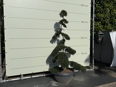 Houx du Japon Ilex Crenata Kimmei - Bonsaï 175 cm