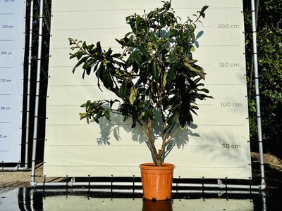 Sycomore laineux japonais - hauteur 160 cm