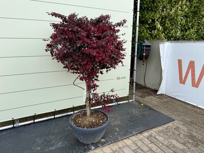 Loropetalum Chinense ‘Black Pearl’ - Arbuste à franges chinois env. 150 cm 