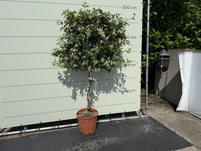 Trachelospermum jasminoides en tige - Jasmin de Toscane 170 cm