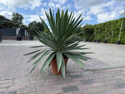 Yucca Gloriosa - env. 100 cm