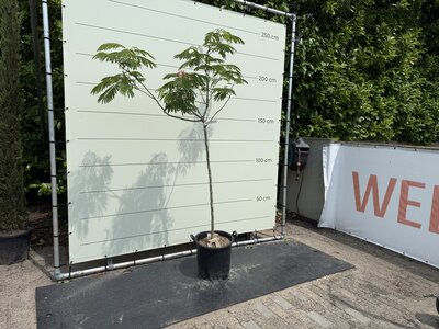 Arbre à soie persan sur tige - Albizia julibrissin 225 cm