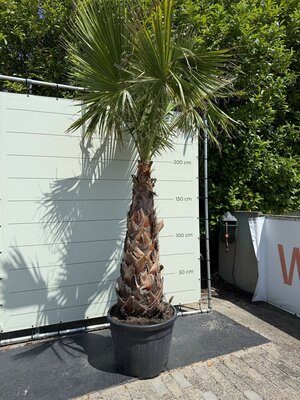 Washingtonia Robusta -  env. 250 cm