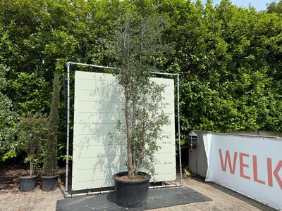 Chêne-liège multi-troncs 400cm - Quercus suber