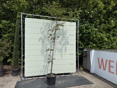 Arbre à soie haute tige 300cm - Albizia julibrissin
