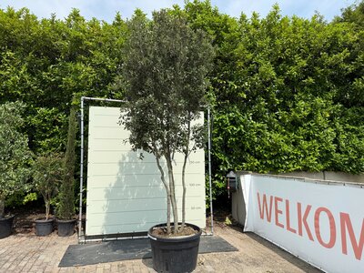 Chêne vert Multitronc 400cm haut incl. pot - Quercus ilex